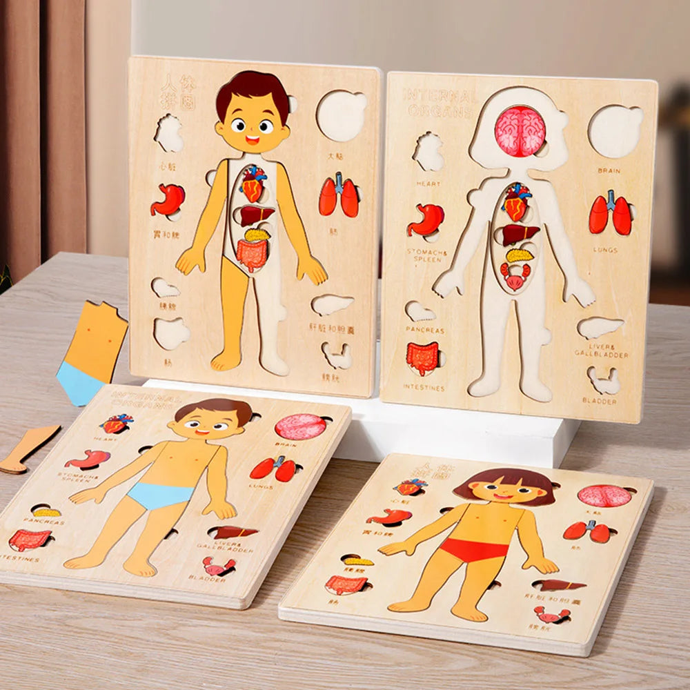 Puzzle del corpo umano